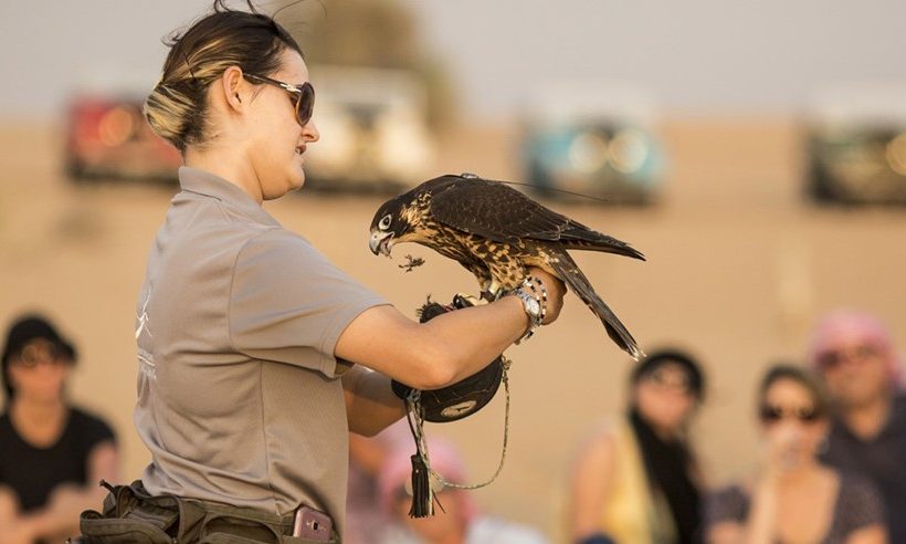 Heritage Falconry with Wild Drive